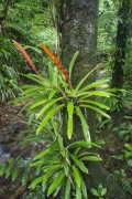 bromeliad in the Atlantic Forest near Salto Morato - Guaraquecaba city - Parana state (PR) - Brazil