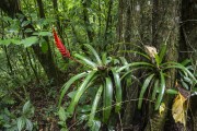bromeliad in the Atlantic Forest near Salto Morato - Guaraquecaba city - Parana state (PR) - Brazil
