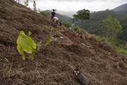 Reforestation project with traps for native Jatai bees - Petropolis city - Rio de Janeiro state (RJ) - Brazil