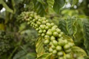 Coffee plantation - Prado city - Bahia state (BA) - Brazil