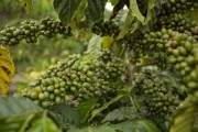 Coffee plantation - Prado city - Bahia state (BA) - Brazil