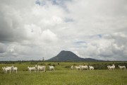 Cattle raising with Monte Pascoal in the background - National and Historical Park of Monte Pascoal - Prado city - Bahia state (BA) - Brazil