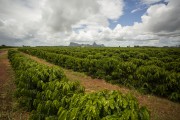 Coffee plantation - Itamaraju city - Bahia state (BA) - Brazil
