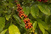 Coffee plantation - Itamaraju city - Bahia state (BA) - Brazil