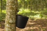 Rubber trees Plantation (Hevea brasiliensis) for latex extraction - Itamaraju city - Bahia state (BA) - Brazil