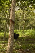 Rubber trees Plantation (Hevea brasiliensis) for latex extraction - Itamaraju city - Bahia state (BA) - Brazil