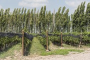 Grape plantation - Susana Balbo Winery - Mendoza - Mendoza Province - Argentina