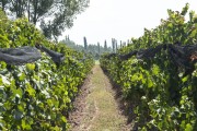 Grape plantation - Susana Balbo Winery - Mendoza - Mendoza Province - Argentina