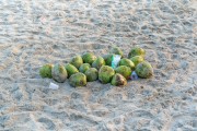 Green coconuts left on the sand of Diabo Beach - Rio de Janeiro city - Rio de Janeiro state (RJ) - Brazil