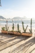Pots with cactus in a kiosk on the edge of Copacaba Beach - Rio de Janeiro city - Rio de Janeiro state (RJ) - Brazil