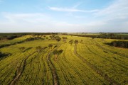 Picture taken with drone of Crotalaria plantation used as green manure - Balsamo city - Sao Paulo state (SP) - Brazil