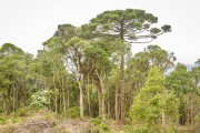 Araucaria (Araucaria angustifolia) in the vegetation - Bom Retiro city - Santa Catarina state (SC) - Brazil