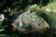 Bromeliad on artificial lake stone - Petropolis city - Rio de Janeiro state (RJ) - Brazil