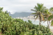 Cactus in the vegetation of Arpoador Stone - Ipanema Beach in the background - Rio de Janeiro city - Rio de Janeiro state (RJ) - Brazil
