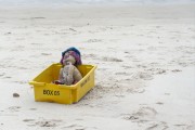 Rag doll in a box in the sand at Post 6 of Copacabana Beach - Rio de Janeiro city - Rio de Janeiro state (RJ) - Brazil