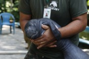 Researcher with west indian manatee (trichechus manatus) in the forest of science - Manaus city - Amazonas state (AM) - Brazil