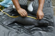 Researcher measuring west indian manatee (trichechus manatus) in the forest of science - Manaus city - Amazonas state (AM) - Brazil