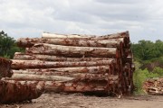 Wood logs in sawmill - Rorainopolis city - Roraima state (RR) - Brazil