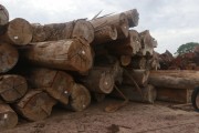 Wood logs in sawmill - Rorainopolis city - Roraima state (RR) - Brazil