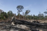 Deforestation area in the city of Rorainopolis - Rorainopolis city - Roraima state (RR) - Brazil