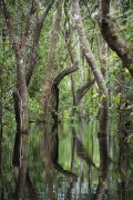 Amazon forest flooded by Negro River - Anavilhanas National Park  - Manaus city - Amazonas state (AM) - Brazil