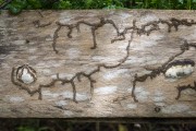 Path made by termites on a piece of wood - Anavilhanas National Park - Novo Airao city - Amazonas state (AM) - Brazil