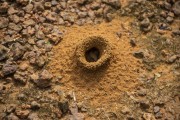 Detail of the entrance to an anthill - Anavilhanas National Park - Novo Airao city - Amazonas state (AM) - Brazil