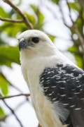 White Hawk (Pseudastur albicollis) - Anavilhanas National Park - Novo Airao city - Amazonas state (AM) - Brazil