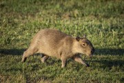 Capybara (Hydrochoerus hydrochaeris) - Refugio Caiman - Miranda city - Mato Grosso do Sul state (MS) - Brazil
