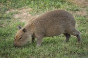 Capybara (Hydrochoerus hydrochaeris) - Refugio Caiman - Miranda city - Mato Grosso do Sul state (MS) - Brazil
