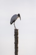 Wood Stork (Mycteria americana) on a tree trunk - Refugio Caiman - Miranda city - Mato Grosso do Sul state (MS) - Brazil