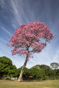 Pink Ipe (Tabebuia impetiginosa) - Refugio Caiman - Miranda city - Mato Grosso do Sul state (MS) - Brazil