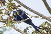 Hyacinth Macaw (Anodorhynchus hyacinthinus) - Refugio Caiman - Miranda city - Mato Grosso do Sul state (MS) - Brazil
