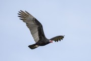 Turkey Vulture (Cathartes aura) flying - Refugio Caiman - Miranda city - Mato Grosso do Sul state (MS) - Brazil
