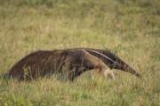 Giant anteater (Myrmecophaga tridactyla) - Pantanal - Refugio Caiman - Miranda city - Mato Grosso do Sul state (MS) - Brazil