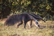 Giant anteater (Myrmecophaga tridactyla) - Pantanal - Refugio Caiman - Miranda city - Mato Grosso do Sul state (MS) - Brazil