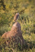 Burrowing Owl (Athene cunicularia) - Refugio Caiman - Miranda city - Mato Grosso do Sul state (MS) - Brazil