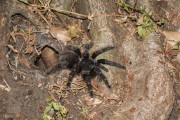 Detail of tarantula (Acanthoscurria chacoana) - Refugio Caiman - Miranda city - Mato Grosso do Sul state (MS) - Brazil