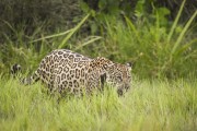 Jaguar with GPS collar for animal tracking (Panthera onca) - Refugio Caiman - Miranda city - Mato Grosso do Sul state (MS) - Brazil