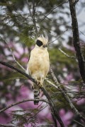 Laughing Falcon (Herpetotheres cachinnans) - Refugio Caiman - Miranda city - Mato Grosso do Sul state (MS) - Brazil