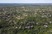 Picture taken with drone of the Pantanal landscape with Pink Ipes (Tabebuia impetiginosa) in bloom - Refugio Caiman - Miranda city - Mato Grosso do Sul state (MS) - Brazil