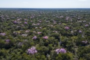 Picture taken with drone of the Pantanal landscape with Pink Ipes (Tabebuia impetiginosa) in bloom - Refugio Caiman - Miranda city - Mato Grosso do Sul state (MS) - Brazil