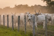 Cattle in the Pantanal - Refugio Caiman - Miranda city - Mato Grosso do Sul state (MS) - Brazil