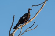 Blue-throated Piping-Guan (Aburria cumanensis) - Pantanal Matogrossense - Pocone city - Mato Grosso state (MT) - Brazil