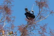 Blue-throated Piping-Guan (Aburria cumanensis) - Pantanal Matogrossense - Pocone city - Mato Grosso state (MT) - Brazil