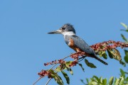 Ringed Kingfisher (Megaceryle torquata) - Pantanal Matogrossense - Pocone city - Mato Grosso state (MT) - Brazil