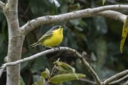 Gray-headed Tody-Flycatcher (Todirostrum poliocephalum) - Atlantic Rainforest - Parana state (PR) - Brazil