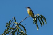 Tropical Kingbird (Tyrannus melancholicus) - Curitiba city - Parana state (PR) - Brazil