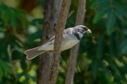 Double-collared Seedeater (Sporophila caerulescens) - Telemaco Borba city - Parana state (PR) - Brazil