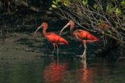 Scarlet Ibis (Eudocimus ruber) - Guaratuba Bay - Guaratuba city - Parana state (PR) - Brazil